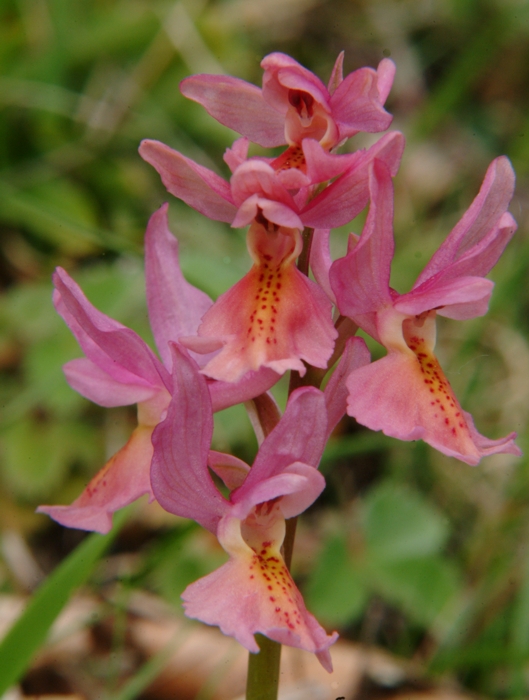 Orchis x colemanii (ibrido: Or. mascula x Or. pauciflora)